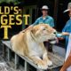 BOTTLE FEEDING THE WORLD’S LARGEST CAT