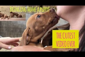 BRINGING HOME A PUPPY! | The Cutest video ever! | Sophie Craig