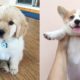 Baby Dogs Cute And Funny Dog Videos - Cutest Puppies In The World 2019 | Puppies TV
