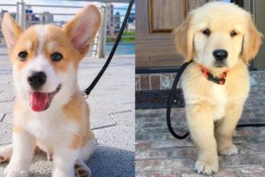 Baby Dogs Playing Together - Funny And Cute Puppies Compilation 2019 | Cutest Puppies In The World