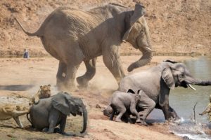 Baby Elephant rescued. Elephants rescue Elephants from Animal Attack | Animals save another Animals