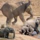 Baby Elephant rescued. Elephants rescue Elephants from Animal Attack | Animals save another Animals