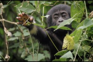 Baby Gorilla Survives a Fall | Animal Babies: First Year On Earth | BBC Earth