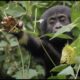 Baby Gorilla Survives a Fall | Animal Babies: First Year On Earth | BBC Earth