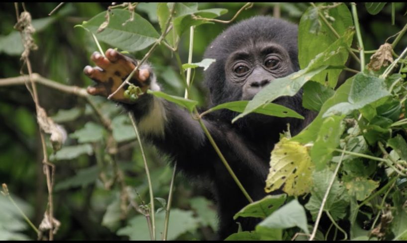 Baby Gorilla Survives a Fall | Animal Babies: First Year On Earth | BBC Earth