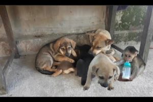 Baby Monkey And Cute Puppies