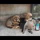 Baby Monkey And Cute Puppies