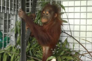 Baby Orangutan Rescued From Tether