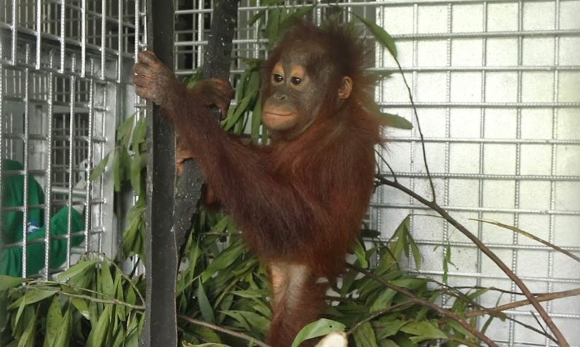 Baby Orangutan Rescued From Tether