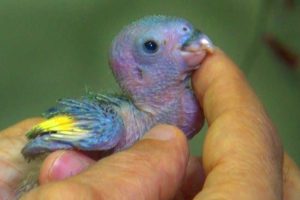 Baby Parrot Rescue
