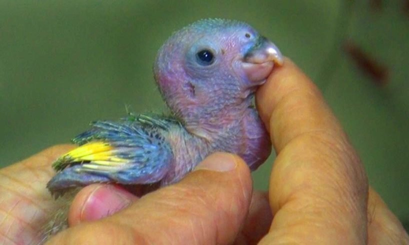 Baby Parrot Rescue