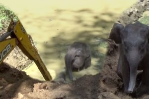Baby elephant rescued from a well !