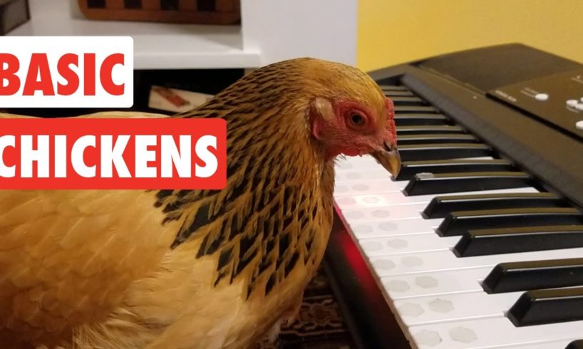 Basic Chickens | Funny Chicken Video Compilation 2017