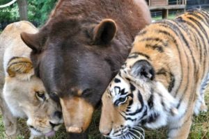 Bear, Lion and Tiger 'Brothers' Rescued In Drugs Raid Refuse To Be Separated After 15 Years Together