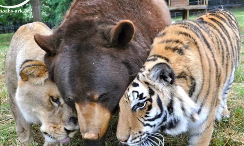 Bear, Lion and Tiger 'Brothers' Rescued In Drugs Raid Refuse To Be Separated After 15 Years Together