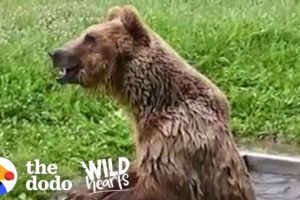 Bear Rescued from Tiny Cage has the Best Reaction to Freedom | The Dodo Wild Hearts