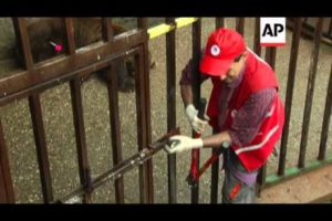 Bears rescued from restaurant cage are released into animal sanctuary