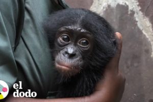Bebé simio encuentra una nueva mamá que le da amor | El Dodo