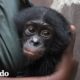 Bebé simio encuentra una nueva mamá que le da amor | El Dodo