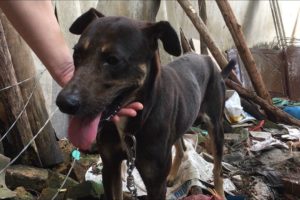 Behind The Neighbor's House ... The Story Saves The Chained Dog And Starved