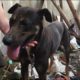 Behind The Neighbor's House ... The Story Saves The Chained Dog And Starved