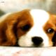 Best EVER Cutest Puppies - Top Puppy Photos Collection