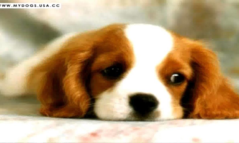 Best EVER Cutest Puppies - Top Puppy Photos Collection