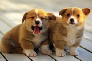 Best Of Cute And Funniest Corgi Puppies Videos Compilation 2016