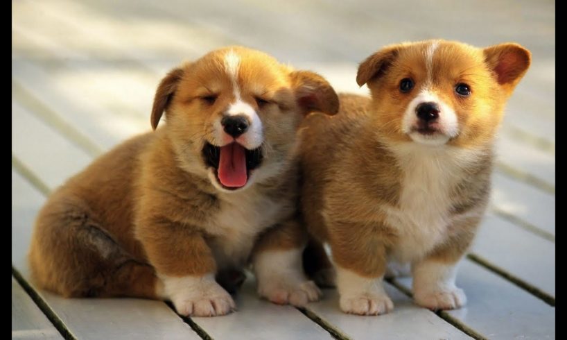 Best Of Cute And Funniest Corgi Puppies Videos Compilation 2016