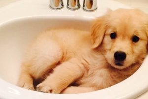 Best Of Cute Golden Retriever Puppies Compilation - Cutest Golden Retriever Puppies And Dogs Videos