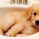 Best Of Cute Golden Retriever Puppies Compilation - Cutest Golden Retriever Puppies And Dogs Videos
