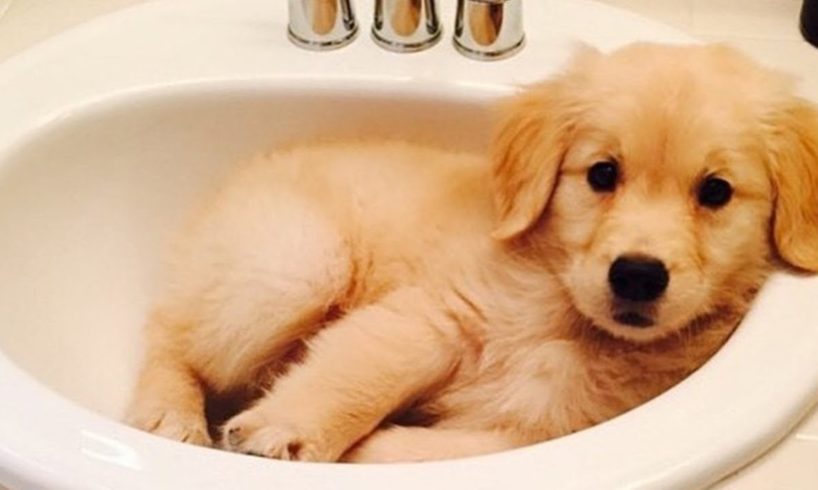 Best Of Cute Golden Retriever Puppies Compilation - Cutest Golden Retriever Puppies And Dogs Videos