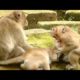 BiG Monkey!!! Screaming Loudly KING A Chap and Playing With Baby | Monkey Crying