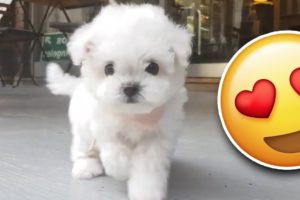 Bichon frise PUPPY is the cutest!