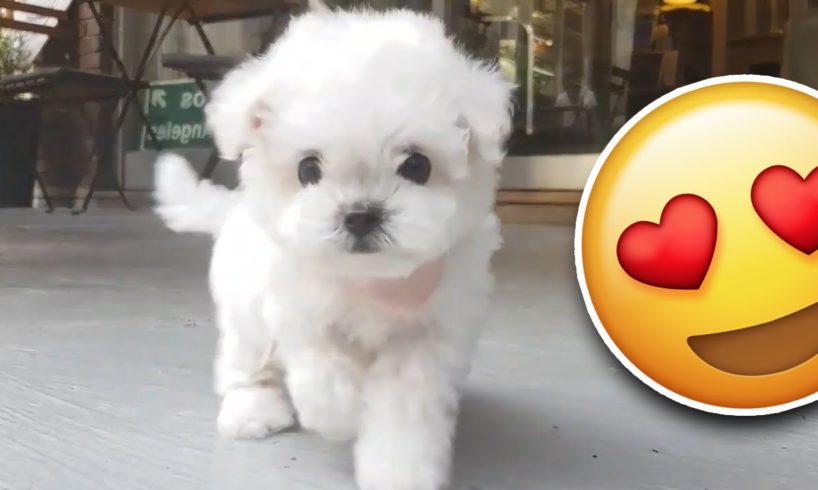 Bichon frise PUPPY is the cutest!