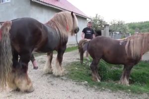 Big Horse HARD Mating Compilation 2019 - Horse breeding  - Animals Mating | Animal Zone