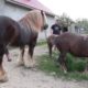 Big Horse HARD Mating Compilation 2019 - Horse breeding  - Animals Mating | Animal Zone