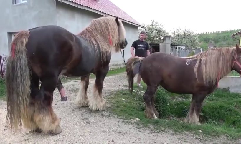 Big Horse HARD Mating Compilation 2019 - Horse breeding  - Animals Mating | Animal Zone