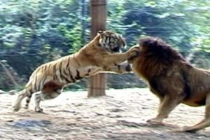Big vs Big Cats Deadliest Fights | Tiger Jaguar Cheetah Lions Attacks