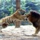 Big vs Big Cats Deadliest Fights | Tiger Jaguar Cheetah Lions Attacks