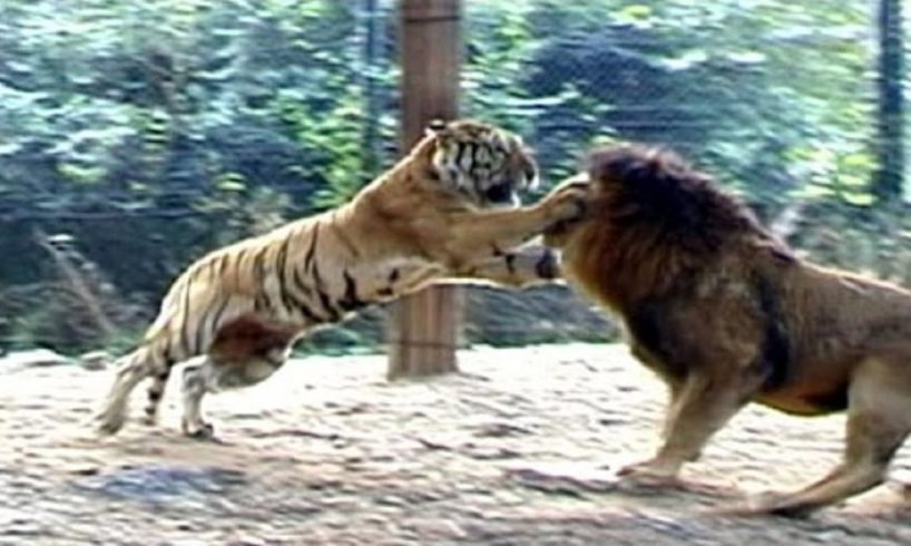 Big vs Big Cats Deadliest Fights | Tiger Jaguar Cheetah Lions Attacks