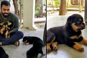 Bolt's Family :: Cutest Video Of Rottweiler [ Part 1] || Mr.Bolt