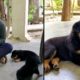 Bolt's Family :: Cutest Video Of Rottweiler [ Part 1] || Mr.Bolt