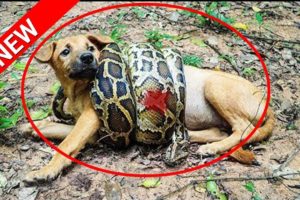 Brave boy Rescues Python from his Dogs in Deep Hole