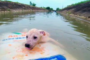 Brave little Dog gets Rescued from River in Garbage bag & medical treatment will inspire you