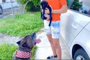 Brindle Pitbull meets  cutest puppy !!!