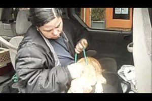 Bronx Animal Hoarding Rescue