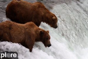 Brooks Falls - Katmai National Park, Alaska powered by EXPLORE.org