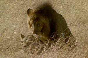 Brutal Lion Infanticide and Mating  | Battle of the Sexes In The Animal World | BBC Earth