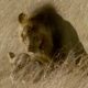 Brutal Lion Infanticide and Mating  | Battle of the Sexes In The Animal World | BBC Earth
